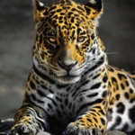 Logo of Leopard Wallpapers android Application 