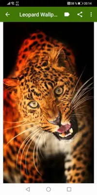 Leopard Wallpapers android App screenshot 0