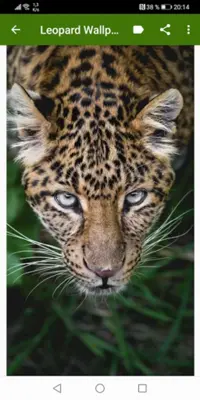 Leopard Wallpapers android App screenshot 1