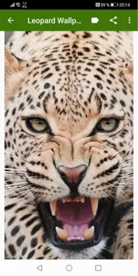 Leopard Wallpapers android App screenshot 2