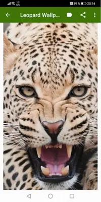 Leopard Wallpapers android App screenshot 8